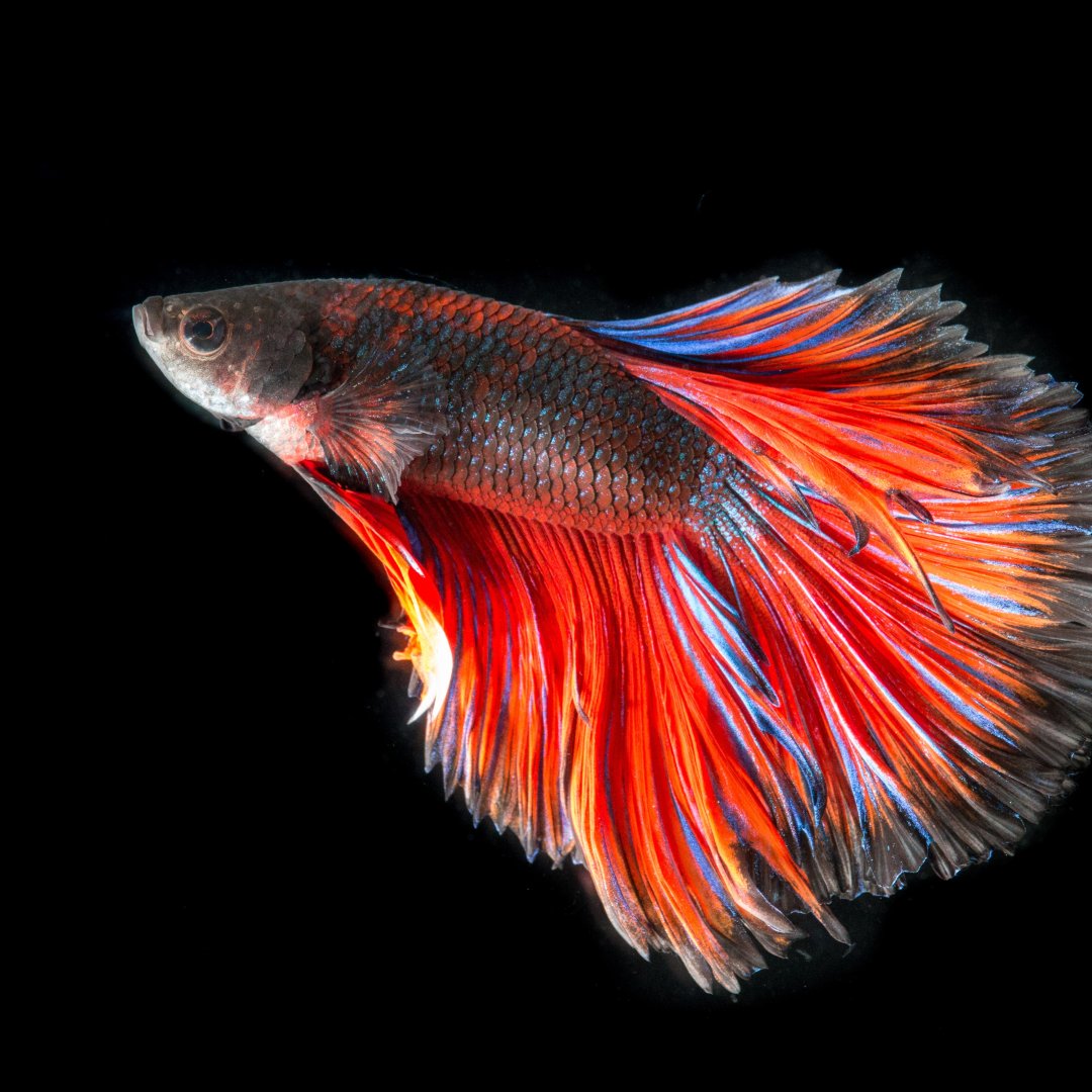 Poisson rouge : les 7 secrets pour bien le choisir (et le garder en vie ...