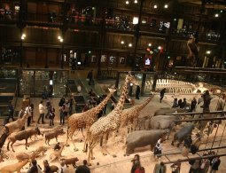Muséum National d'Histoire Naturelle : la sortie fascinante qui émerveille autant les adultes que les enfants