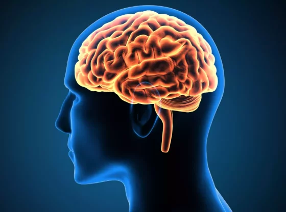 Quelle est la consommation énergétique des organes principaux d'un corps humain ?