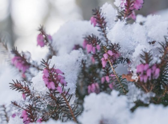 La bruyère écossaise, elle fleurit quand tout dort : découvrez la star des plus beaux jardins d’hiver !