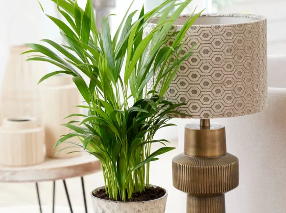 Qualité de l'air intérieur : découvrez la plante miracle pour un air pur chez vous !