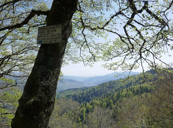 Découvrez les meilleurs chemins de randonnée en famille à Fontainebleau