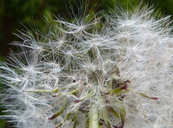 Allergies : les plus fréquentes et comment (vraiment) s’en protéger