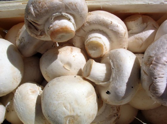 Comment conserver les champignons plus longtemps au frigo ?