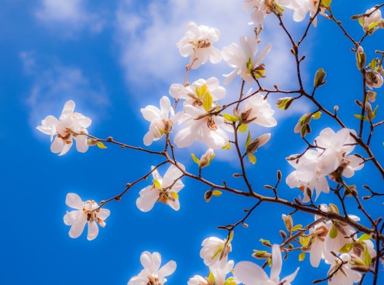 Horoscope du printemps 2025 : ce que les astres vous réservent