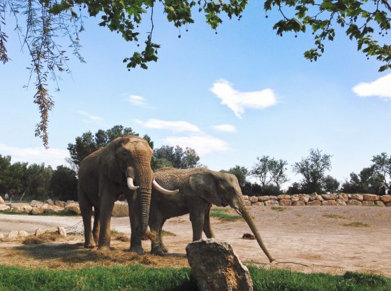 Un safari dans la réserve africaine de Sigean : dépaysement total garanti