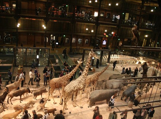 Muséum National d'Histoire Naturelle : la sortie fascinante qui émerveille autant les adultes que les enfants
