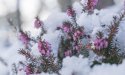 La bruyère écossaise, elle fleurit quand tout dort : découvrez la star des plus beaux jardins d’hiver !