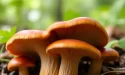 Les champignons en compléments alimentaires : un allié santé à découvrir