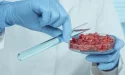 La vérité sur la viande créée en laboratoire : est-ce vraiment l’avenir de notre alimentation ?