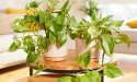 Plantes d'intérieur : les meilleures options qui ne demandent presque aucun entretien