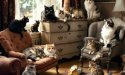Invasion de chats : comment survivre face à ces envahisseurs poilus ?