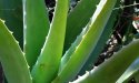 Aloe vera : les bienfaits surprenants de cette plante miracle