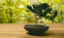 Bonsaï : comment en prendre soin facilement et le garder en pleine forme
