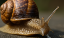 J'ai testé les cosmétiques à la bave d'escargot : révélation ou gloubiboulga ?