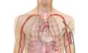 Cerveau et estomac : ce lien surprenant qui bouleverse notre santé mentale