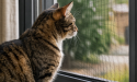 Moustiquaire et chat : comment protéger vos fenêtres sans risque ni dégâts