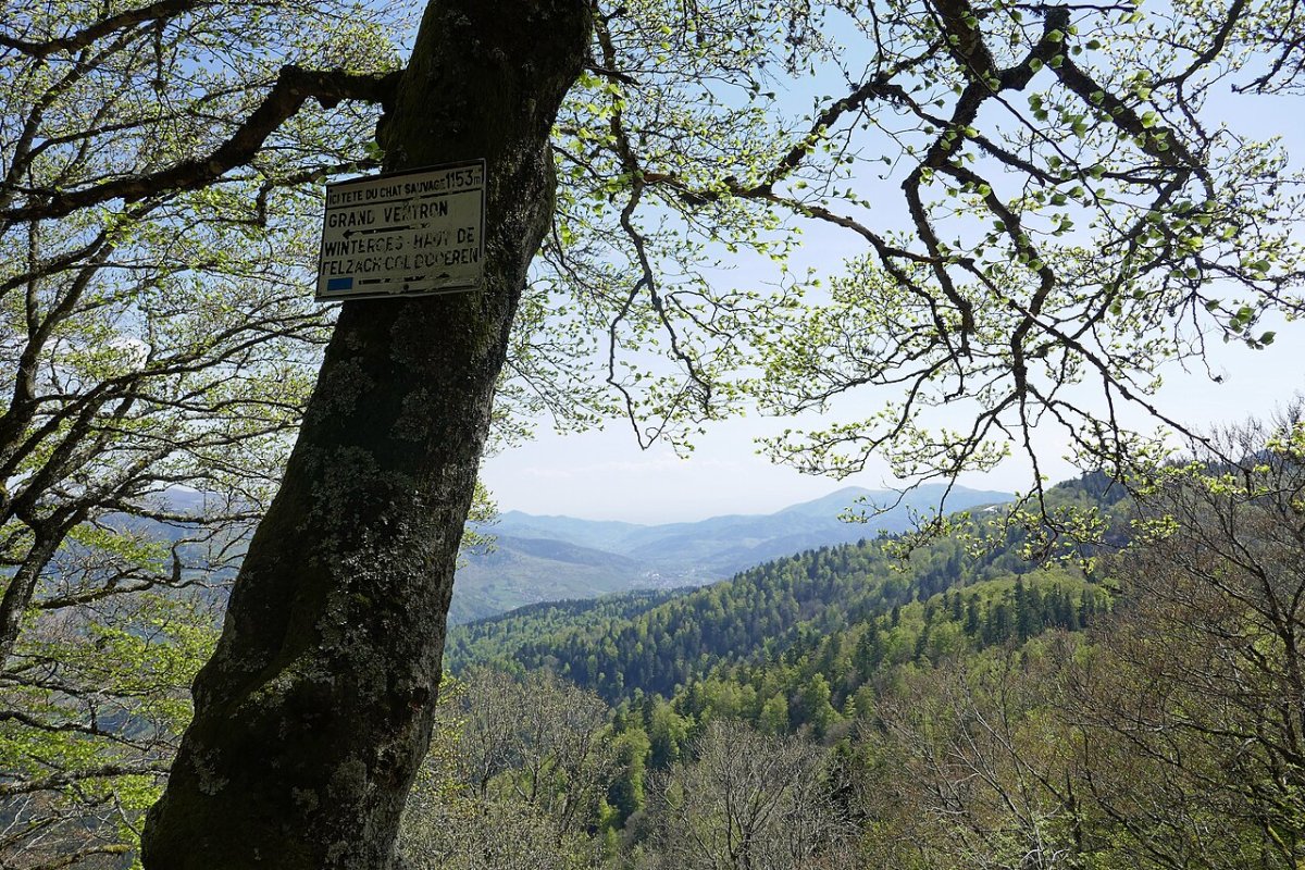 Découvrez les meilleurs chemins de randonnée en famille à Fontainebleau