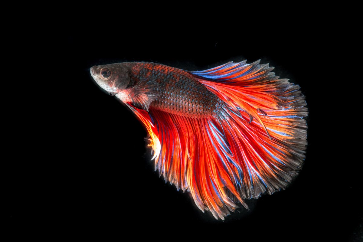 Poisson rouge : les 7 secrets pour bien le choisir (et le garder en vie)