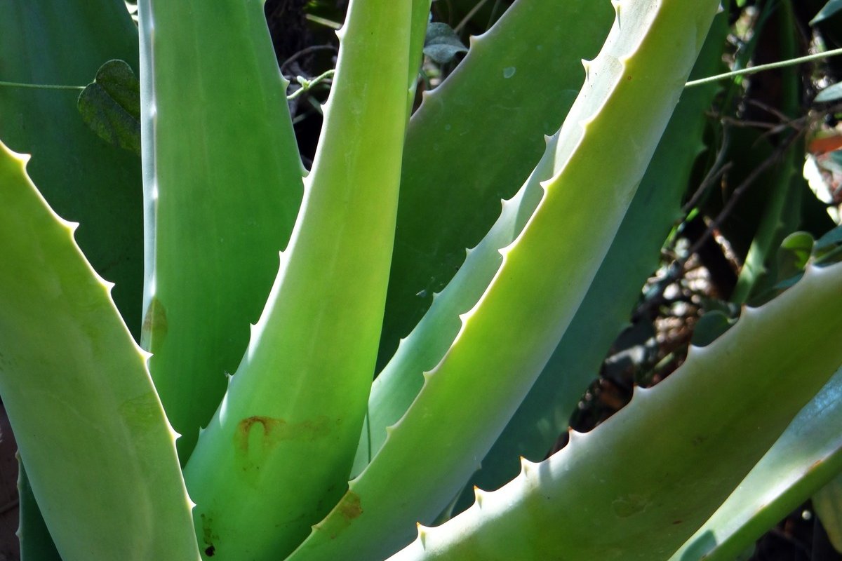 Aloe vera : les bienfaits surprenants de cette plante miracle