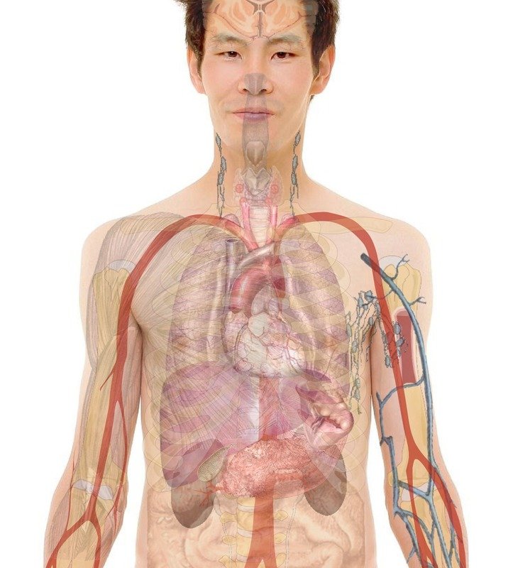 Cerveau et estomac : ce lien surprenant qui bouleverse notre santé mentale