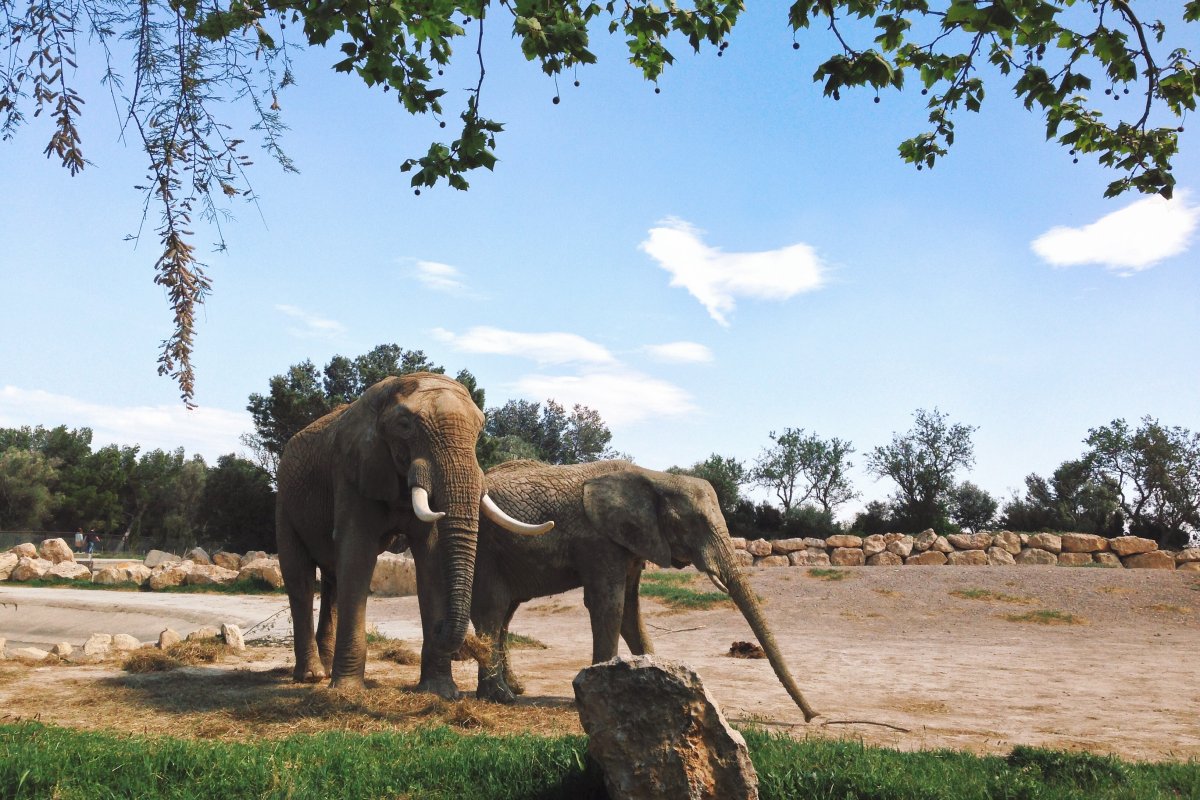 Un safari dans la réserve africaine de Sigean : dépaysement total garanti