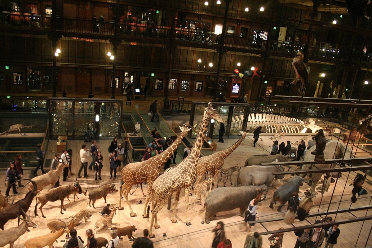 Muséum National d'Histoire Naturelle : la sortie fascinante qui émerveille autant les adultes que les enfants